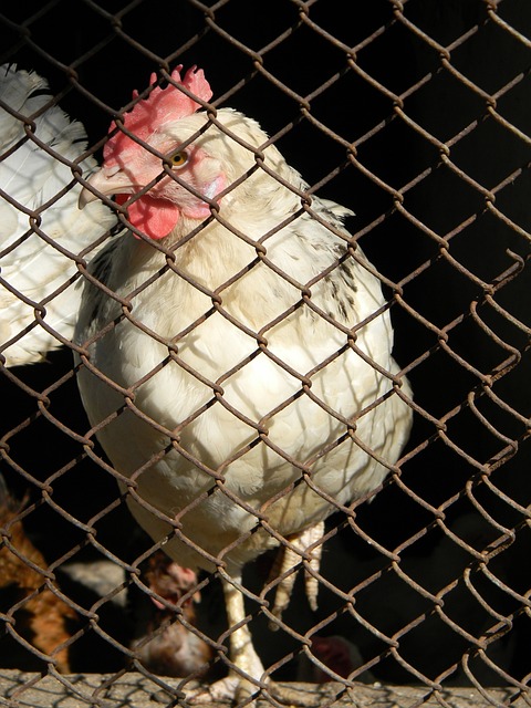 得的成就如 得的成就如